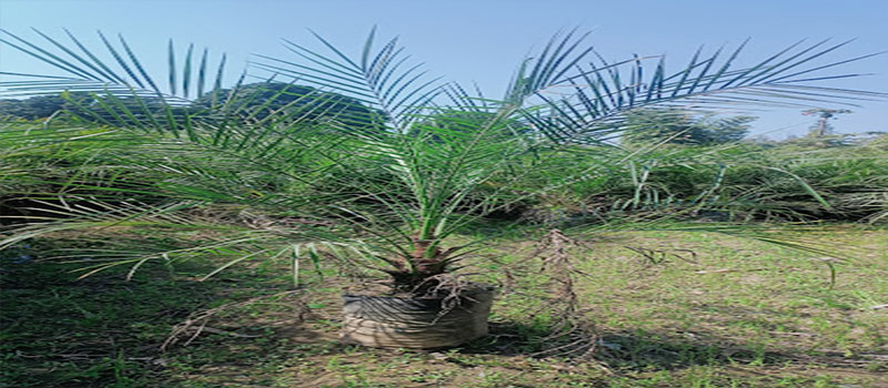 Mahira Estate